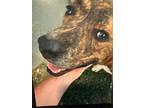 Adopt Ruby a Dutch Shepherd