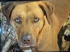 Adopt Red Girl a Mountain Cur