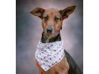 Adopt River a German Shepherd Dog / Doberman Pinscher / Mixed dog in Portland