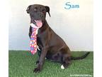 Adopt Sam a Black - with White Boxer / Mixed dog in San Diego, CA (37952818)