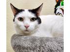 Adopt Kiki a Black & White or Tuxedo Domestic Shorthair / Mixed (short coat) cat