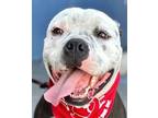 Adopt E.T. - Foster or Adopt Me! a American Staffordshire Terrier / Mixed dog in
