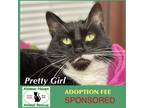 Adopt Pretty Girl a Black & White or Tuxedo Domestic Mediumhair / Mixed (medium