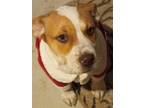 Adopt Fred a White - with Tan, Yellow or Fawn Labrador Retriever / American
