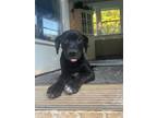 Adopt Ernie a Black - with White Patterdale Terrier (Fell Terrier) / Mixed dog
