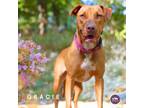 Adopt Gracie a Tan/Yellow/Fawn Mixed Breed (Medium) / Mixed dog in Hopkinton