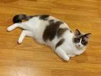 Adopt Cremini a Cream or Ivory (Mostly) Snowshoe / Mixed (short coat) cat in