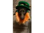 Adopt Reecie a Brown/Chocolate Dachshund / Mixed dog in Humble, TX (31805457)