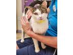 Adopt RACHEL a Brown Tabby Domestic Shorthair / Mixed (short coat) cat in