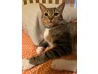 Adopt Cookie a Brown Tabby Domestic Shorthair / Mixed (short coat) cat in Land O