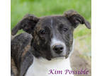 Adopt Kim Possible (D22-154) a Brindle Plott Hound / Great Pyrenees / Mixed dog