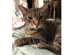 Adopt Clyde (senior cat) a Brown Tabby Domestic Shorthair / Mixed (short coat)