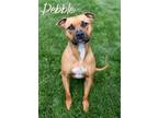 Adopt Pebble a American Pit Bull Terrier / Mixed dog in Topeka, KS (37942328)
