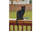 Adopt Jayden a All Black Domestic Shorthair / Mixed (short coat) cat in