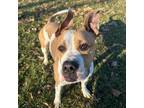 Adopt Ruby a Pit Bull Terrier