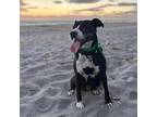 Adopt Mia a Black Boxer / Mixed dog in Jupiter, FL (35476794)