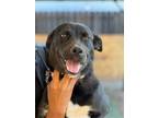 Adopt Opal a Black - with White Terrier (Unknown Type, Medium) / Border Collie /