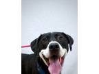 Adopt Chevy (Dunn) a Black American Pit Bull Terrier / Labrador Retriever /