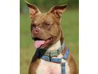 Adopt Jyn a Terrier (Unknown Type, Medium) / American Staffordshire Terrier /