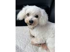 Adopt Benedict Cumberbatch a White Bichon Frise / Mixed dog in Lee's Summit