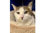 Adopt Tom a White (Mostly) Domestic Shorthair / Mixed (short coat) cat in