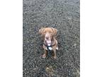 Adopt Memphis a Labrador Retriever / Pit Bull Terrier / Mixed dog in St Helens