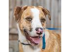 Adopt Bam Bam a Australian Shepherd / Terrier (Unknown Type