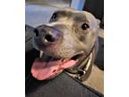 Adopt Zeus a Gray/Silver/Salt & Pepper - with White American Pit Bull Terrier /