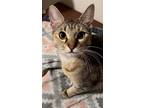 Adopt Perla a Brown Tabby Domestic Shorthair / Mixed (short coat) cat in DFW