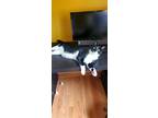 Adopt Chap a Black & White or Tuxedo Domestic Shorthair / Mixed cat in Bolton