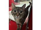 Adopt Piper a Domestic Short Hair