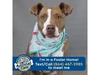 Adopt Matilda a Pit Bull Terrier