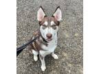 Adopt AXL ROSE a Brown/Chocolate - with White Husky / Mixed dog in Redmond