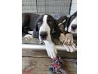 Adopt Great Dane Puppies a Great Dane