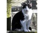 Adopt Sweetie - NC a Black & White or Tuxedo Domestic Shorthair / Mixed (short