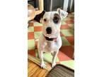 Adopt Butter a Black - with White American Staffordshire Terrier / Labrador