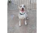 Adopt Gonzo a Tan/Yellow/Fawn - with White American Pit Bull Terrier / Mixed dog