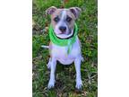 Adopt Aggie a Tan/Yellow/Fawn - with White American Pit Bull Terrier / Terrier