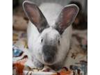 Adopt Cinder a Other/Unknown / Mixed rabbit in Richmond, CA (37340664)