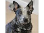 Adopt LUNE a Black Australian Cattle Dog / Mixed dog in Kyle, TX (37737835)