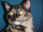 Adopt Serena a Domestic Short Hair