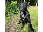 Adopt Evie a Black Labrador Retriever