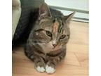 Adopt Lily a Calico or Dilute Calico Domestic Shorthair / Mixed (short coat) cat