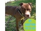 Adopt Johnny a Brown/Chocolate Mixed Breed (Large) / Mixed dog in Charleston