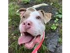 Adopt Mario a White American Pit Bull Terrier / Mixed dog in Kansas City