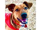 Adopt Jean a Red/Golden/Orange/Chestnut Shepherd (Unknown Type) / Terrier