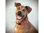 Adopt Warren a Hound (Unknown Type) / Mixed dog in Vallejo, CA (36536830)