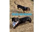 Adopt Shady and Romeo BONDED PAIR in Texarkana TX a Dachshund