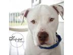 Adopt Capone a White - with Tan, Yellow or Fawn American Pit Bull Terrier /