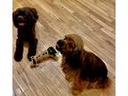 Adopt Ruca & Desmond a Brown/Chocolate - with Black Cocker Spaniel / Mixed dog